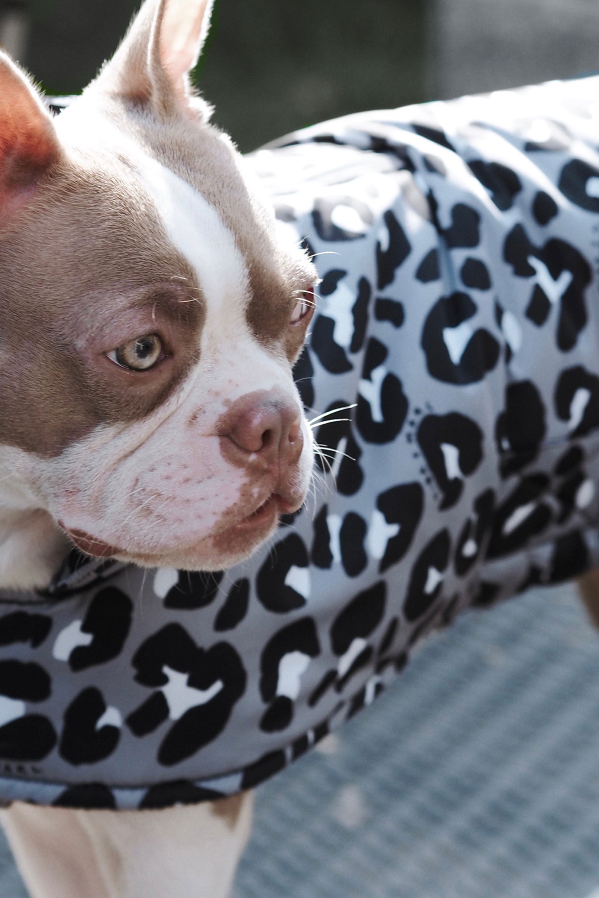 T+M Dog Coat Mono Leopard Print